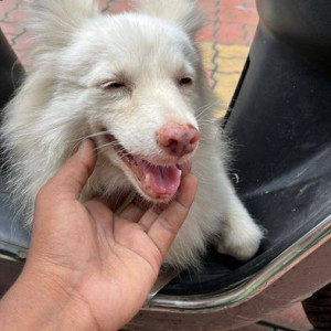 Found: White Male Pomeranian Dog from Ovala road, thane