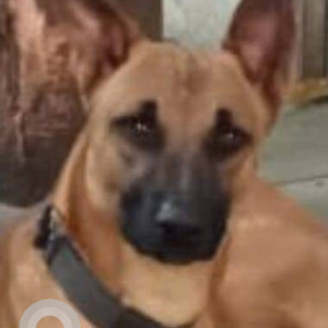 Missing: Black and Brown Male Indie Dog from Panvel area