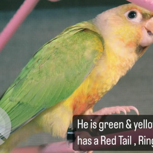 Missing: Green Male Conure Parrot from Mohanvilla Bajaj Road, Vile parle west