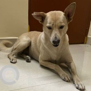 Missing: White Male Indie Dog from Ayyappa Society, Hyderabad