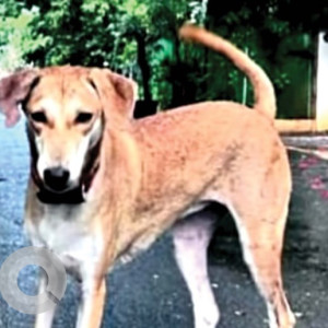 Found: Brown Female Indie Dog from Dr.Radhakrishna nagar, Thiruvanmiyur