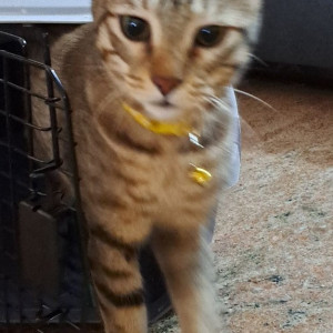 Missing: White and Grey Male Indie Cat from Basaveshwaranagar