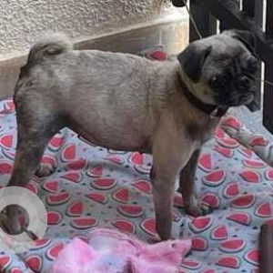Found: White Male Pug Dog from Nehru Road, Kamanalli, Bangalore