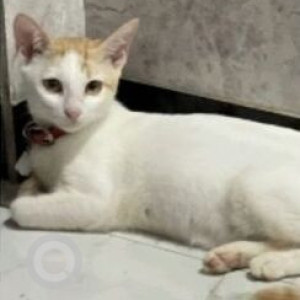 Missing: White Female Indie Cat from Mira Bhayander Residents