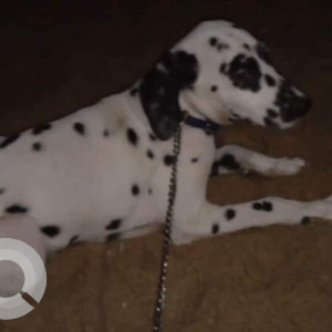 Missing: Black and White Male Dalmatian Dog from Palavakkam near Singapore shoppe