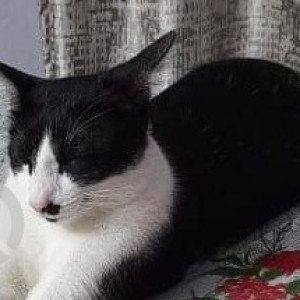 Missing: Black and White Male Indie Cat from Global city international school, Malleshpalya