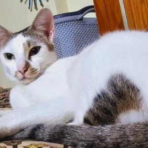 Missing: White Female Indie Cat from Gokhale Nagar Ramanathapur