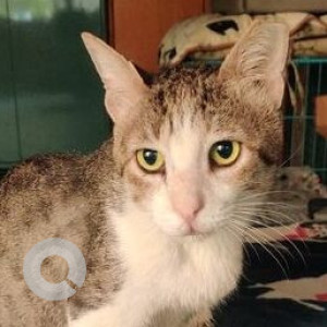 Missing: White and Grey Male Indie Cat from Juhugaon Sector 11, Vashi