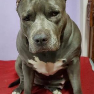 Missing: Grey Female American bully Dog from Dwarka sector 23