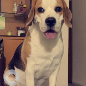 Missing: Black and Brown Male Beagle Dog from Himayatnagar