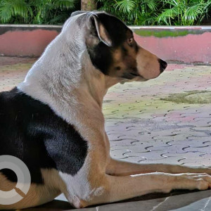 Black and White Male Indie Dog is Missing from Grand Road West, Mumbai, Maharashtra