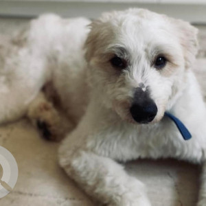 Missing: White Male Eskapoo Dog from Shanti Niketan around Mount Carmel school