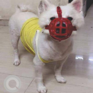 Missing: White Male Pomeranian Dog from Bhayander west