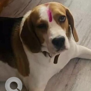 Missing: White-Brown Mix Male Beagle Dog from Chaitanya Puri, Shivaji Statue Lane