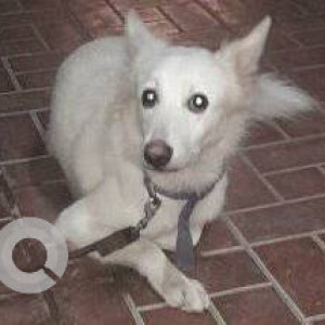 Found: White Male Pomeranian Dog from Avirahi Building, Malad