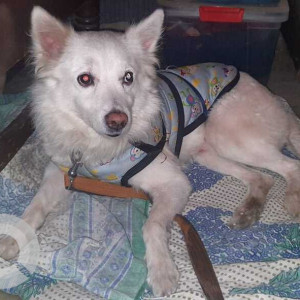Missing: White Not Available Pomeranian Dog from Bhagwan nagar ashram, Delhi