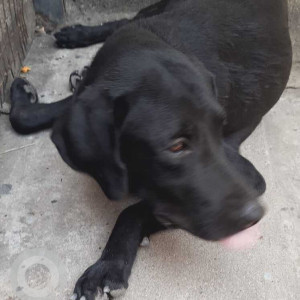 Found: Black Male Labrador Dog from Porur, Chennai