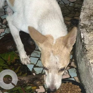 Found: White-Brown Mix Male Indie Dog from Rambaug, Powai