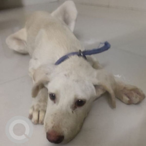 Missing: White Not Available Indie Dog from Mr.Vet hospital Gachibowli