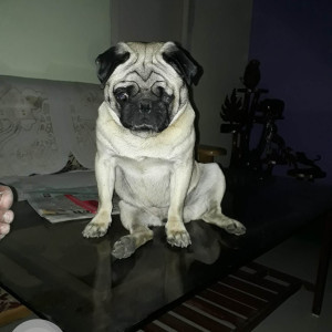 Light Brown Male Pug Dog is Missing from 61/6A, Vrindavan Yojna, Near LIC office