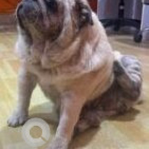 Found: White Female Pug Dog from Indiranagar, Bengaluru