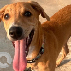 Missing: Brown Male Indie Dog from 29 near Domluru Flyover
