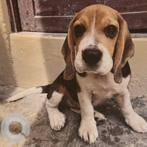 Missing: White-Brown Mix Female Beagle Dog from Purasawalkam