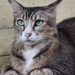 Missing: White and Grey Male Indie Cat from Ayshaa Hospital, Millers Road, Kilpauk