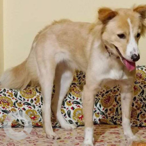 Missing: White-Brown Mix Female Indie Dog from Swapnapurti CHS, sector 36, Kharghar