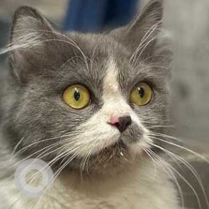Found: White and Grey Female Persian Cat from Bhagya Laxhmi colony, Manikonda