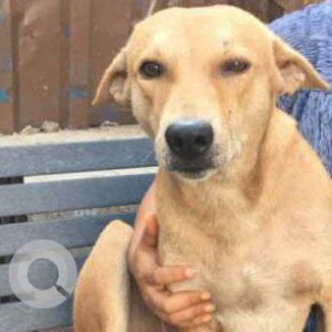 Missing: Brown Male Indie Dog from Brijwasi Sweet Shop at Ekta Nagar Junction on Link Road, Kandivali West, Mumbai