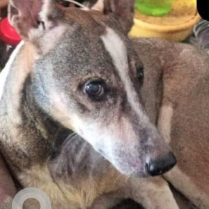 Missing: White-Brown Mix Male Indie Dog from Jacob Circle