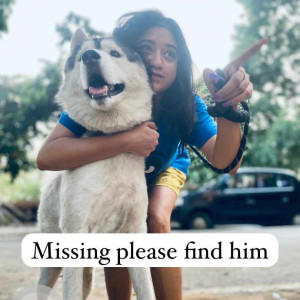 Missing: Grey Male Husky Dog from Ramanjaneyanagar, chikkalsandra