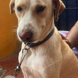 Missing: White Male Indie Dog from Ram Nagar, Chennai, Madipakkam