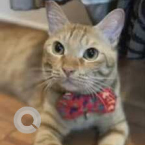 Missing: Brown Male Ginger cat Cat from Garden Layout, HSR Sector 2