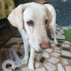 Found: White Male Labrador Dog from Guddadahalli Circle Hebbal