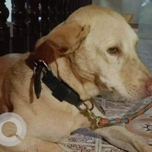 Missing: White Male Indie Dog from Ram Nagar North, Madipakkam