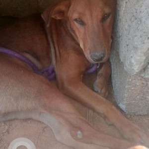 Missing: Brown Male Indie Dog from BESCOM Control Centre in HSR Sector 2