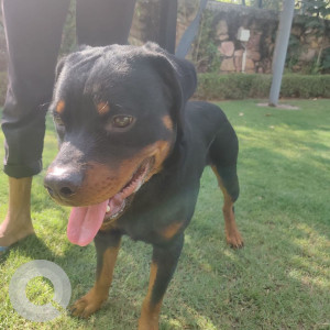 Found: Black and Brown Male Rottweiler Dog from Rancharda, Kalol near Ahmedabad