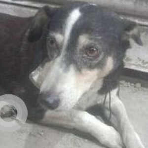 Missing: Black and White Female Indie Dog from Sector 20, kopar khairane