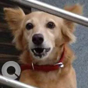 Missing: Brown Female Indie Dog from Orchid International School, Orlem Malad West