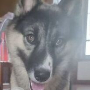 Missing: White and Grey Female German Shepherd/Husky cross Dog from MLA layout