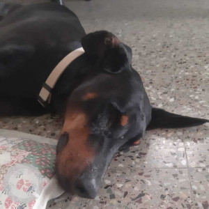 Missing: Black and Brown Male Dobermann Dog from Subhodaya Colony, Chandanagar, Hyderabad