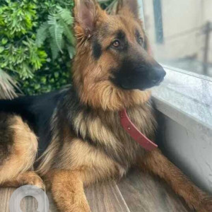 Missing: Black and Brown Male German shepherd Dog from TC Palya bus stand