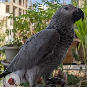 Missing: White and Grey Male African grey parrot Parrot from Satya Sai enclave, Bowenpally