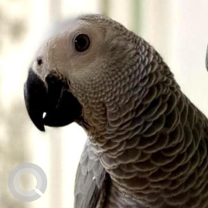 Missing: Grey Male African grey congo Bird from 231, 2nd Floor, Doyens Township, Serilingampally