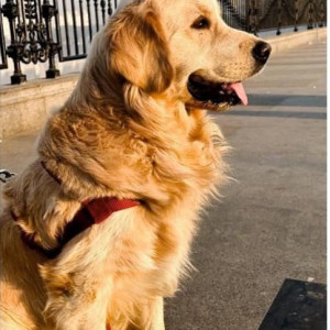 Missing: Golden Male Golden Retriever Dog from Renault Service Center, Amberpet