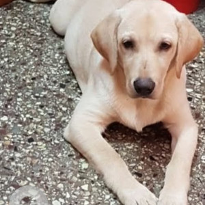 Missing: Golden Male Labrador Dog from Banashankari 3rd stage