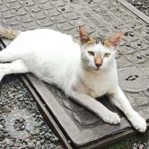 Missing: White Male Indie Cat from Jogeshwari East