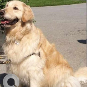 Missing: Brown Male Golden Retriever Dog from Osman Shahi, Hyderabad